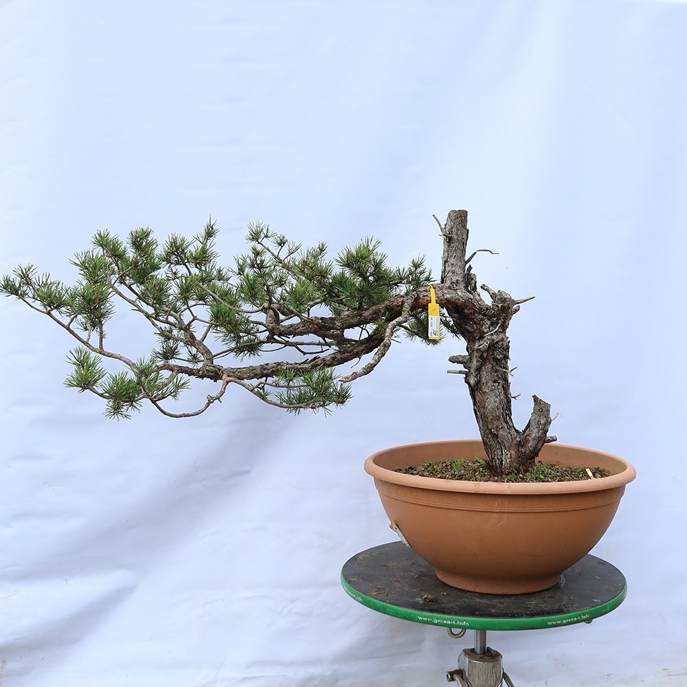 Pinus sylvestris Spanyolország – erdei fenyő