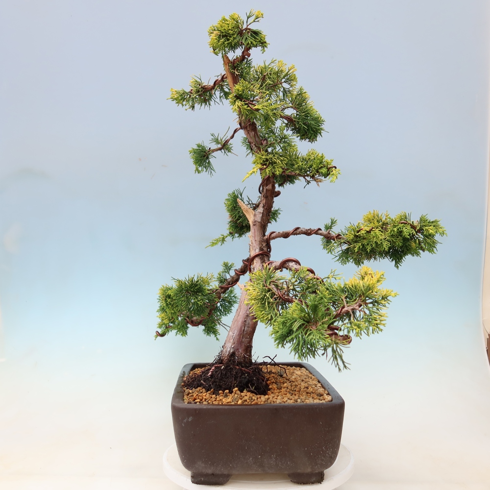 Kültéri bonsai – Juniperus chinensis  aurea – arany kínai boróka