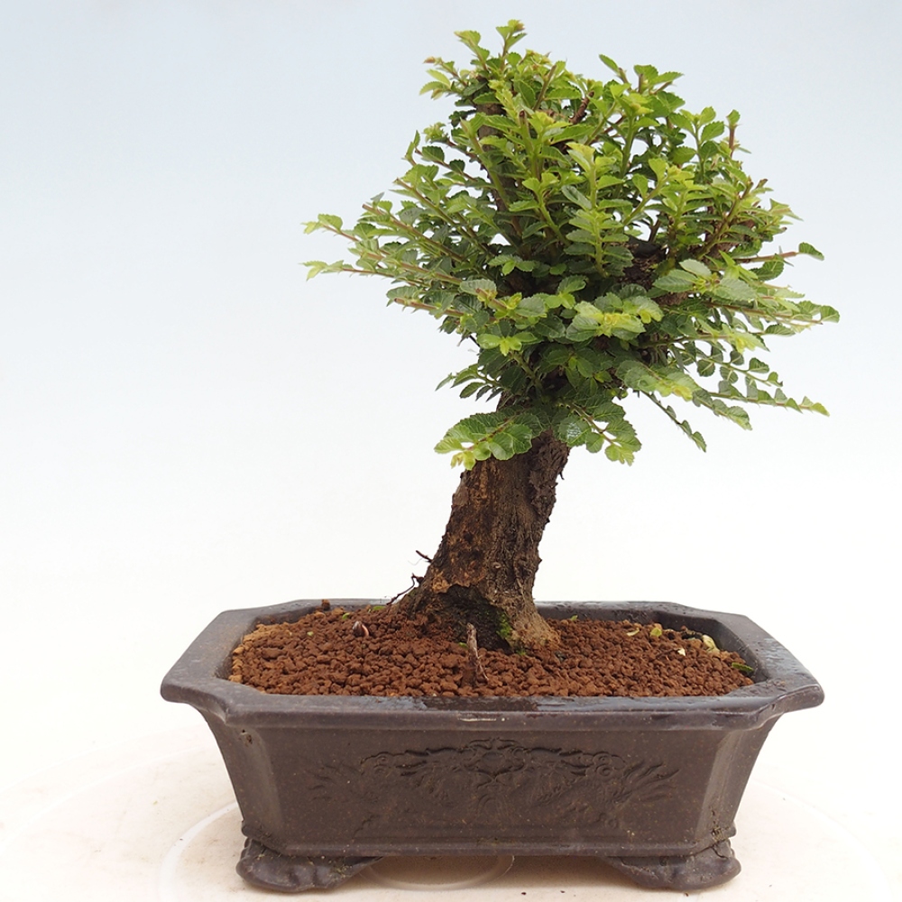Kültéri bonsai - Ulmus parvifolia Hokkaido - Kínai szil - Ulmus parvifolia Hokkaido