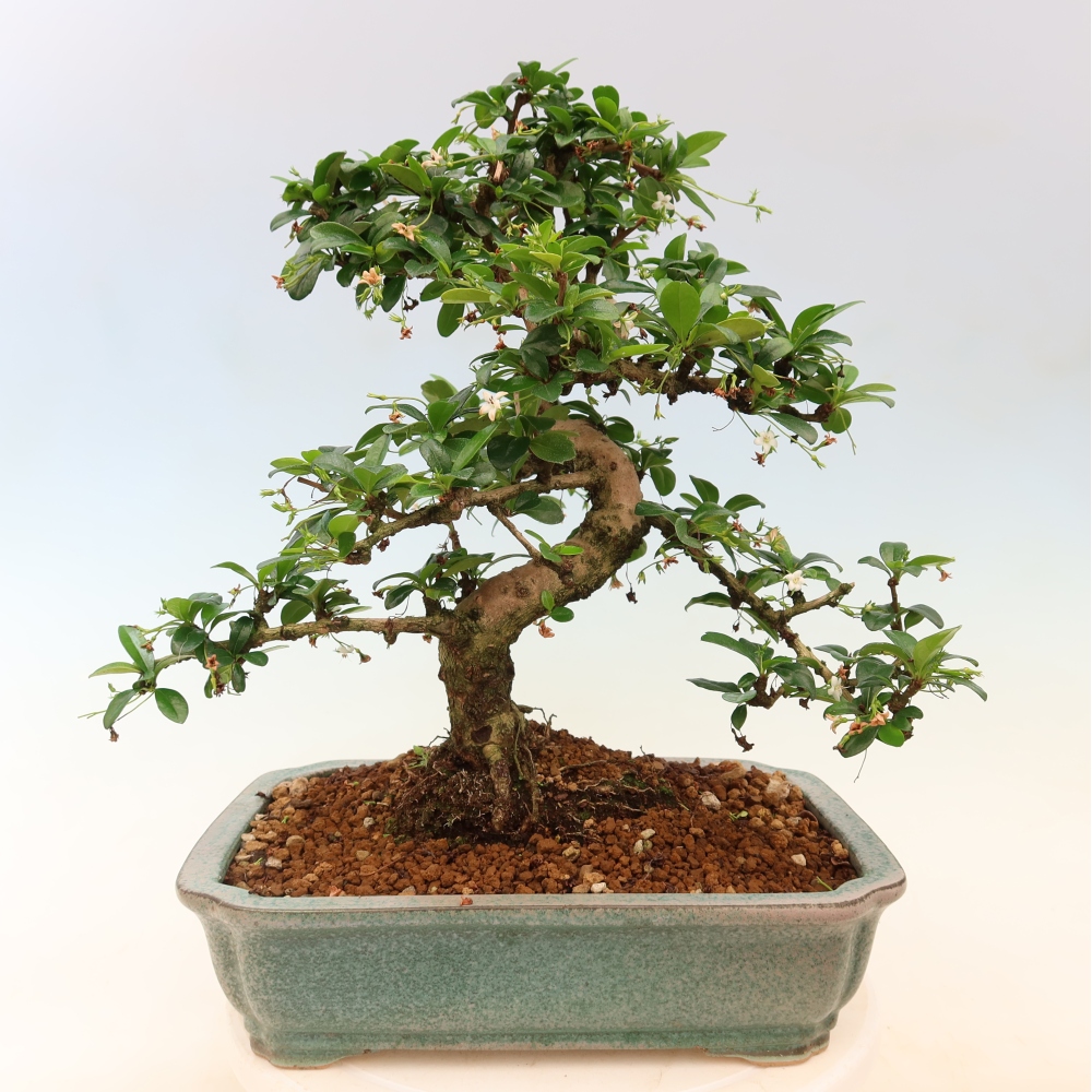 Szobai bonsai - Carmona macrophylla - Tea fuki