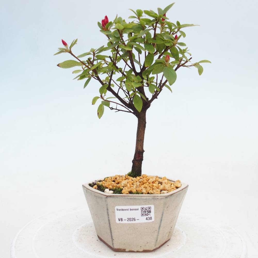 Kültéri bonsai - japán azálea - Azalea sp.