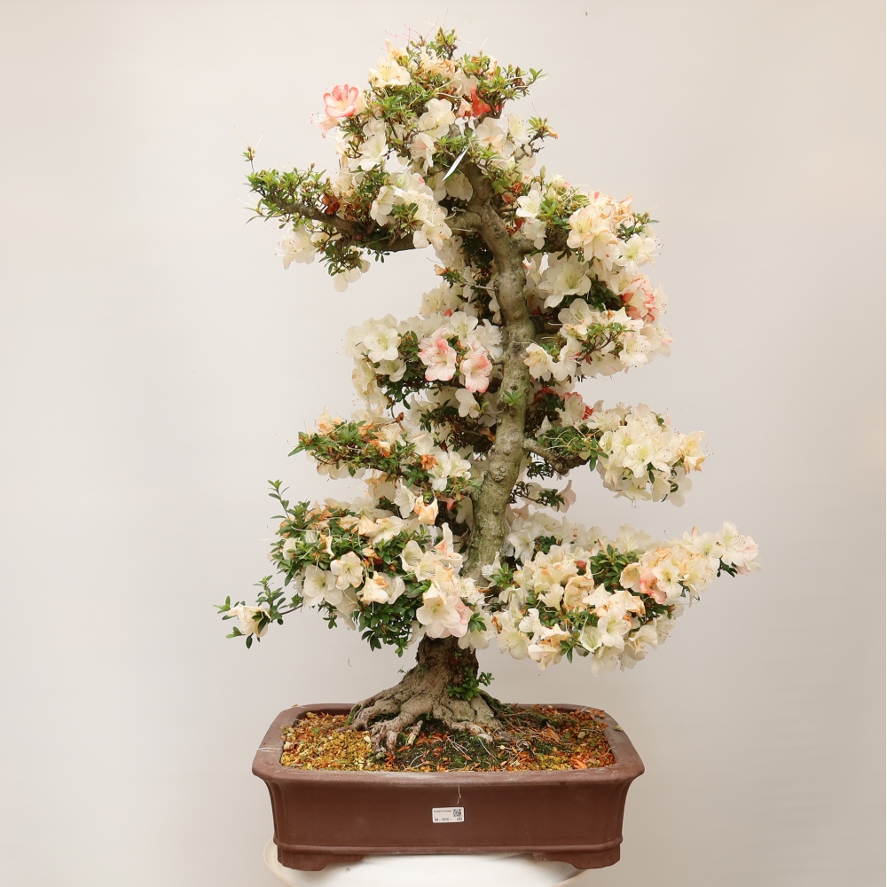 Kültéri bonsai - Japán azálea - Azalea Tochizumi