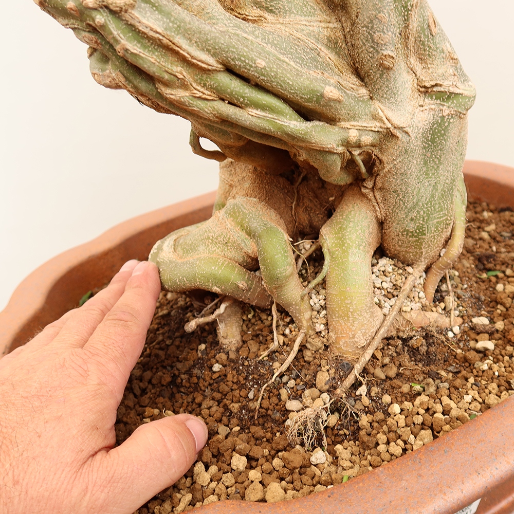 Kültéri bonsai - Juhar Burger - Acer Burgerianum