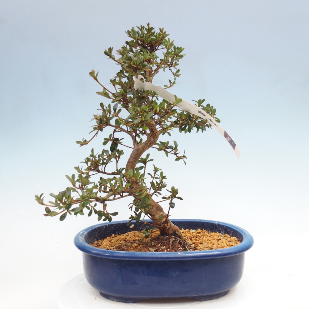 Kültéri bonsai - Japán azálea - Azalea Misaki
