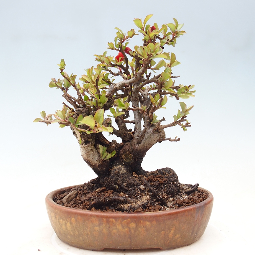 Kültéri bonsai - Chaneomeles speciosa - birs