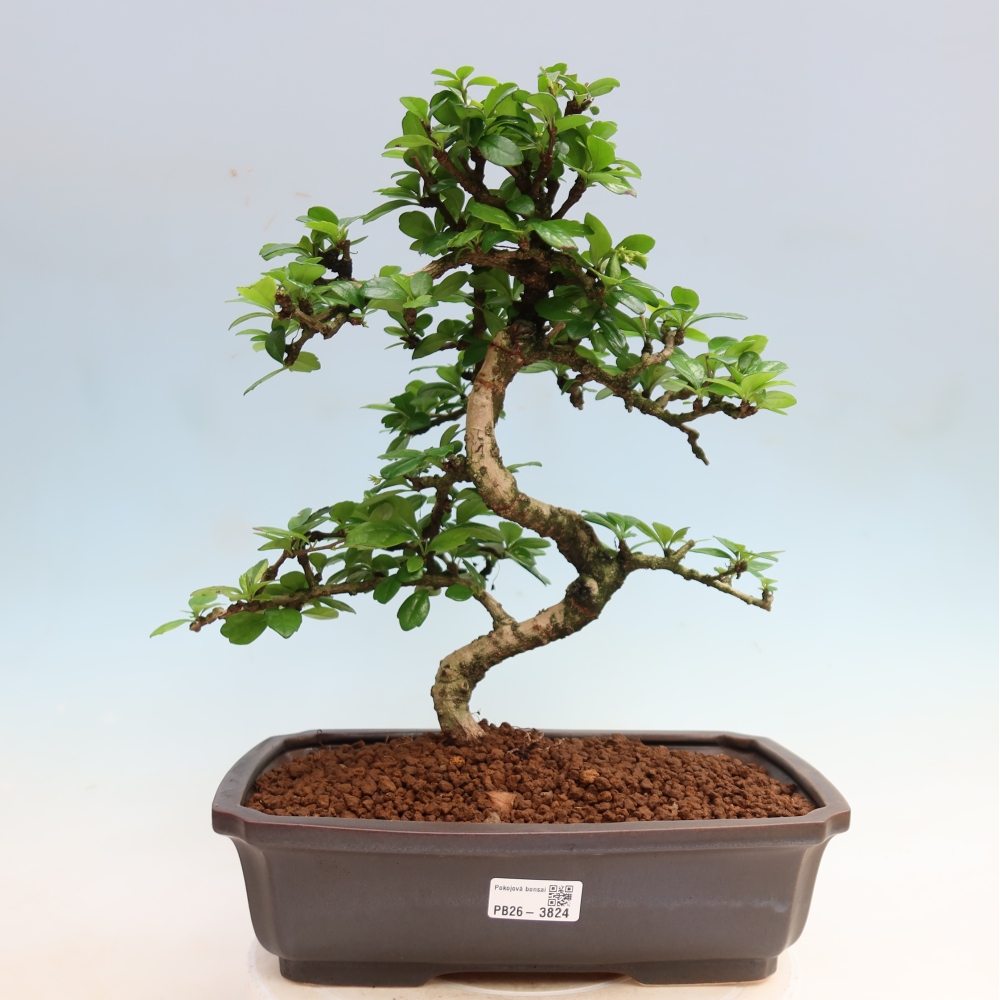Szobai bonsai - Carmona macrophylla - Tea fuki