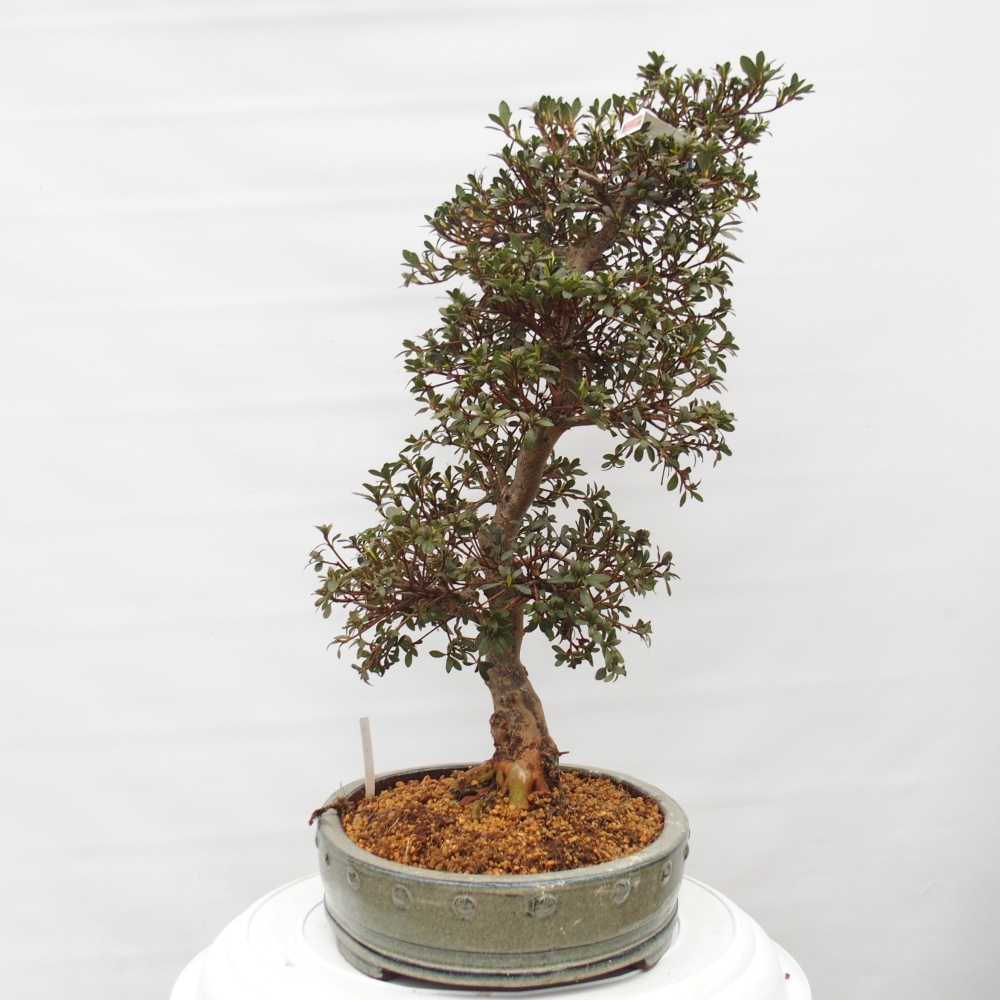 Kültéri bonsai - Japán azálea - Azalea Akari