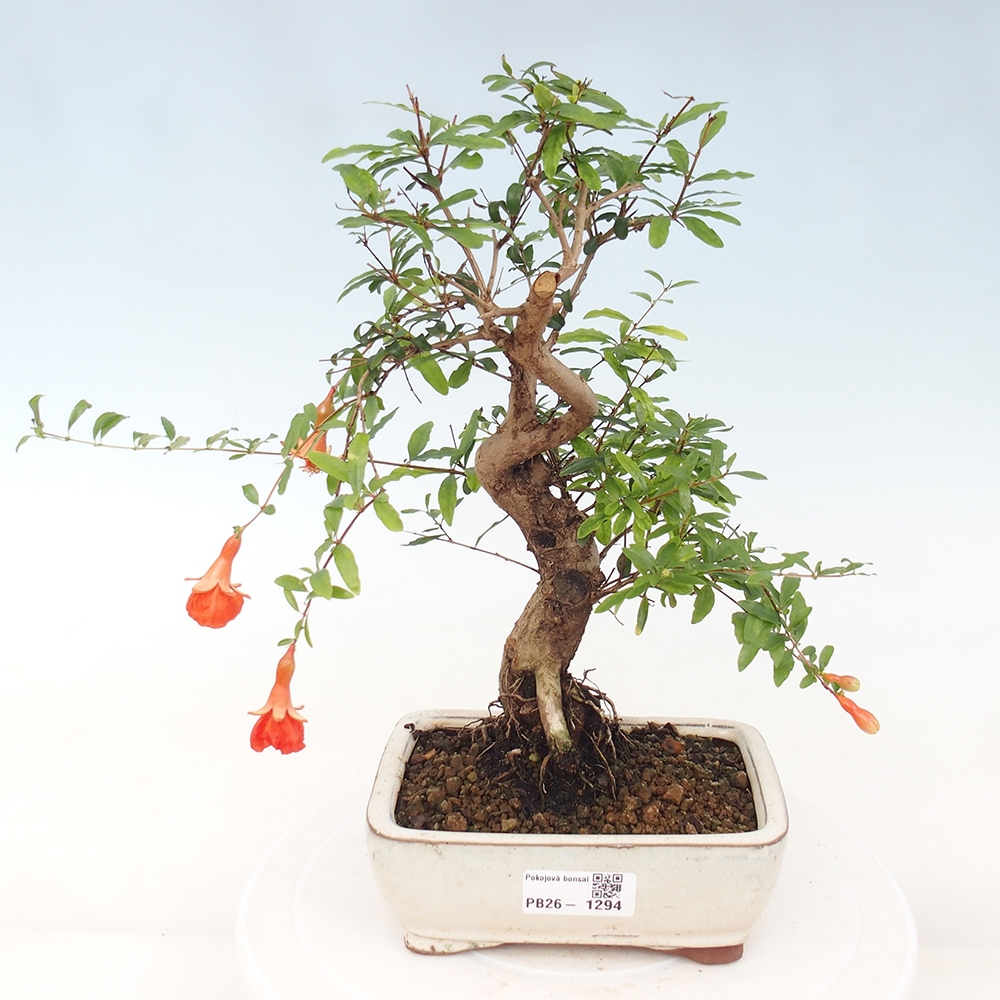 Szobai bonsai-PUNICA granatum nana-gránátalma