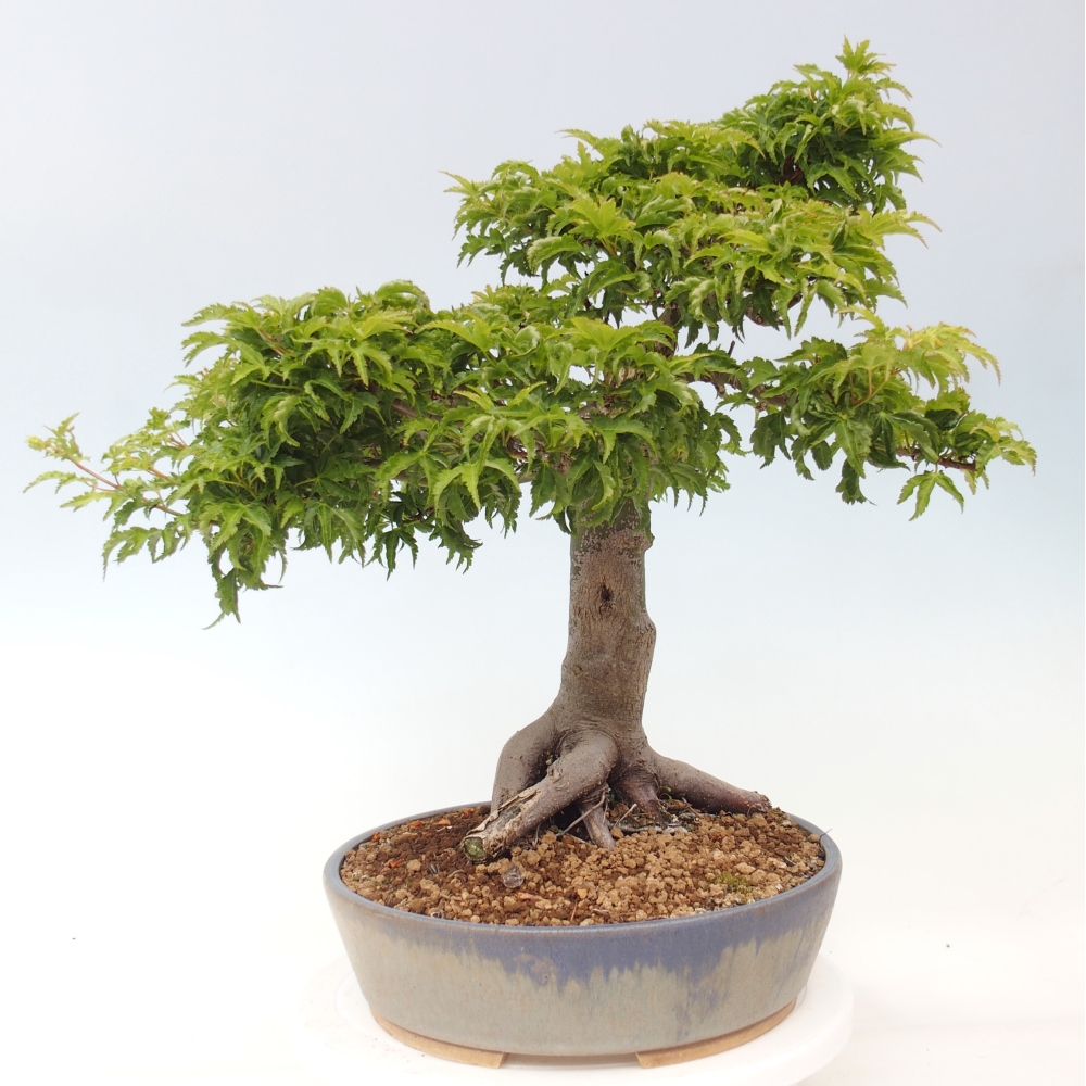 Kültéri bonsai -Javor pálma Acer palmatum Shishigashira