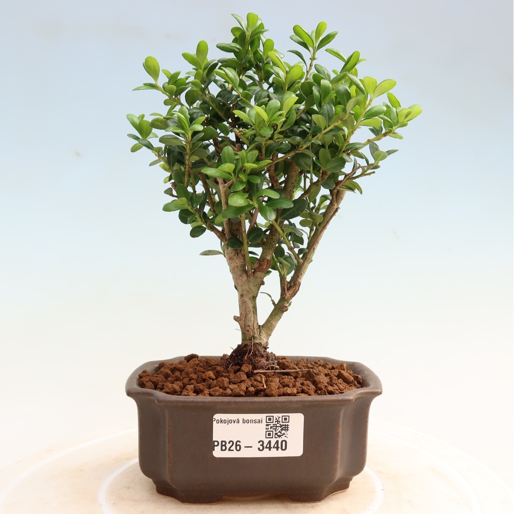 Szobai bonsai - Ilex crenata - Holly