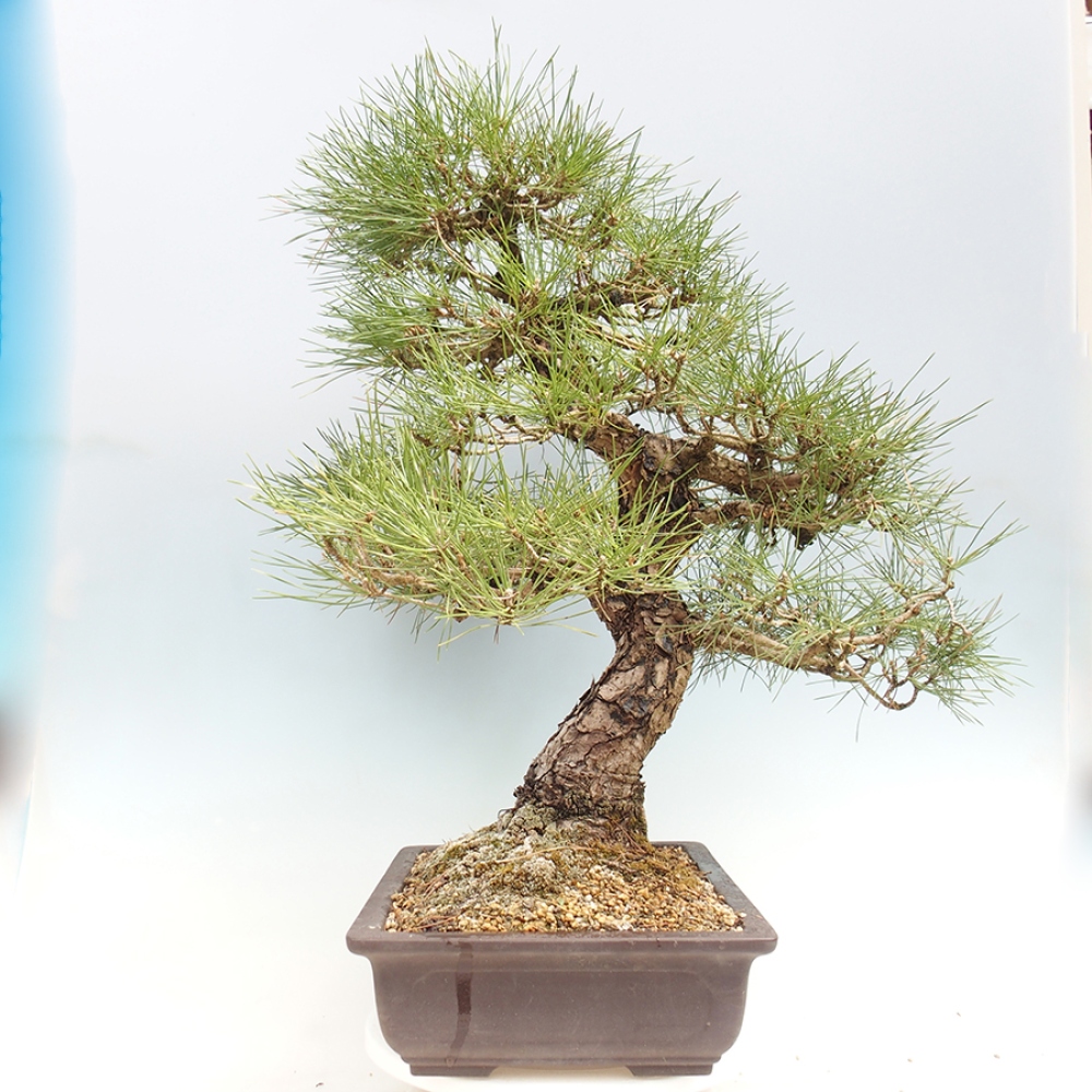 Kültéri bonsai - Pinus thunbergii - Thunberg fenyő