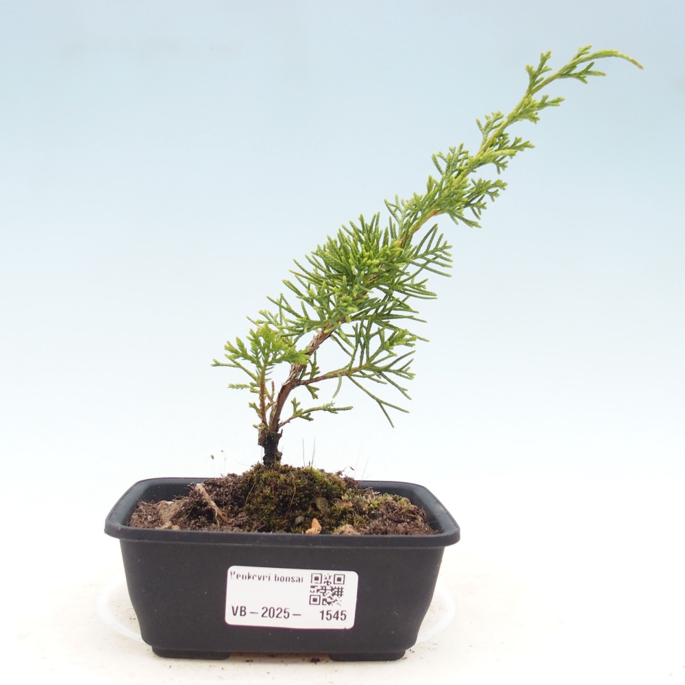 Kültéri bonsai - Juniperus chinensis Itoigawa