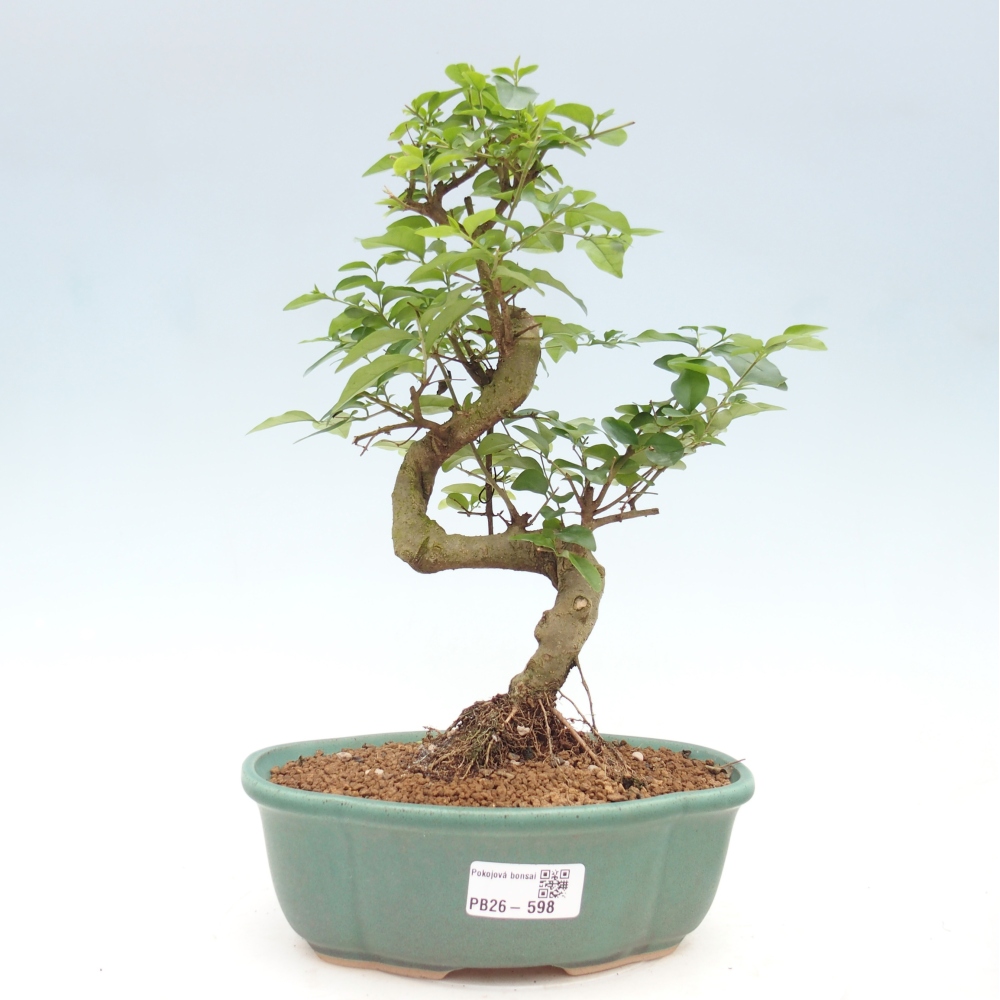 Szobai bonsai -Ligustrum chinensis - Madárcsőr