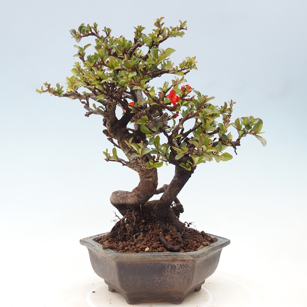 Kültéri bonsai - Chaneomeles speciosa - birs