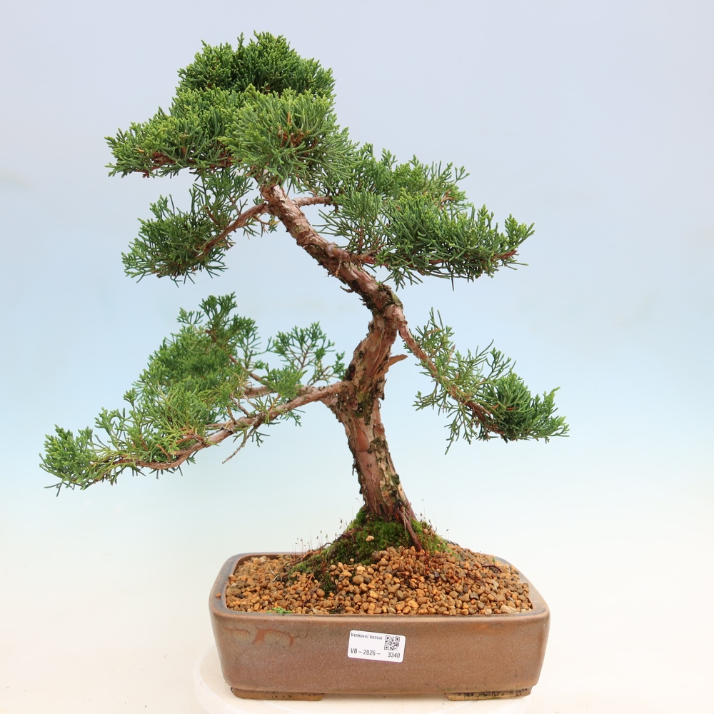 Kültéri bonsai - Juniperus chinensis Kishu