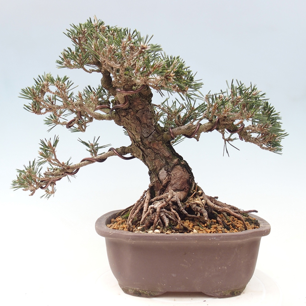 Kültéri bonsai - Pinus thunbergii Kotobuki - Thunberg fenyő