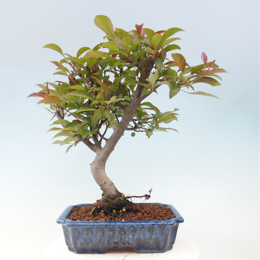 Kültéri bonsai -Malus domestica - Kis gyümölcsű piros levelű almafa