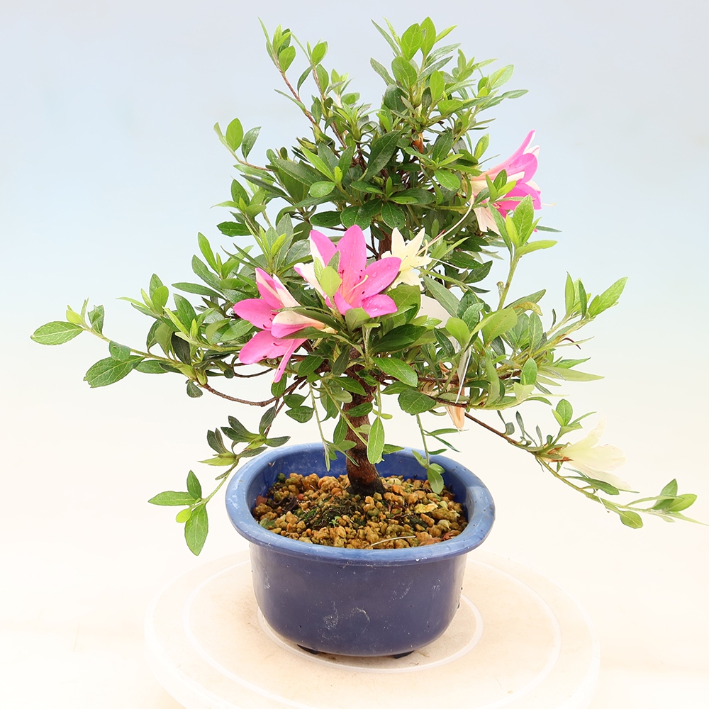 Kültéri bonsai - Japán azálea - Azálea kéz