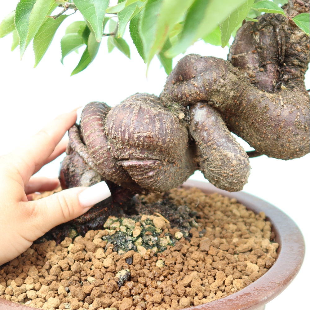 Kültéri bonsai – Japán barack – Prunus Mume