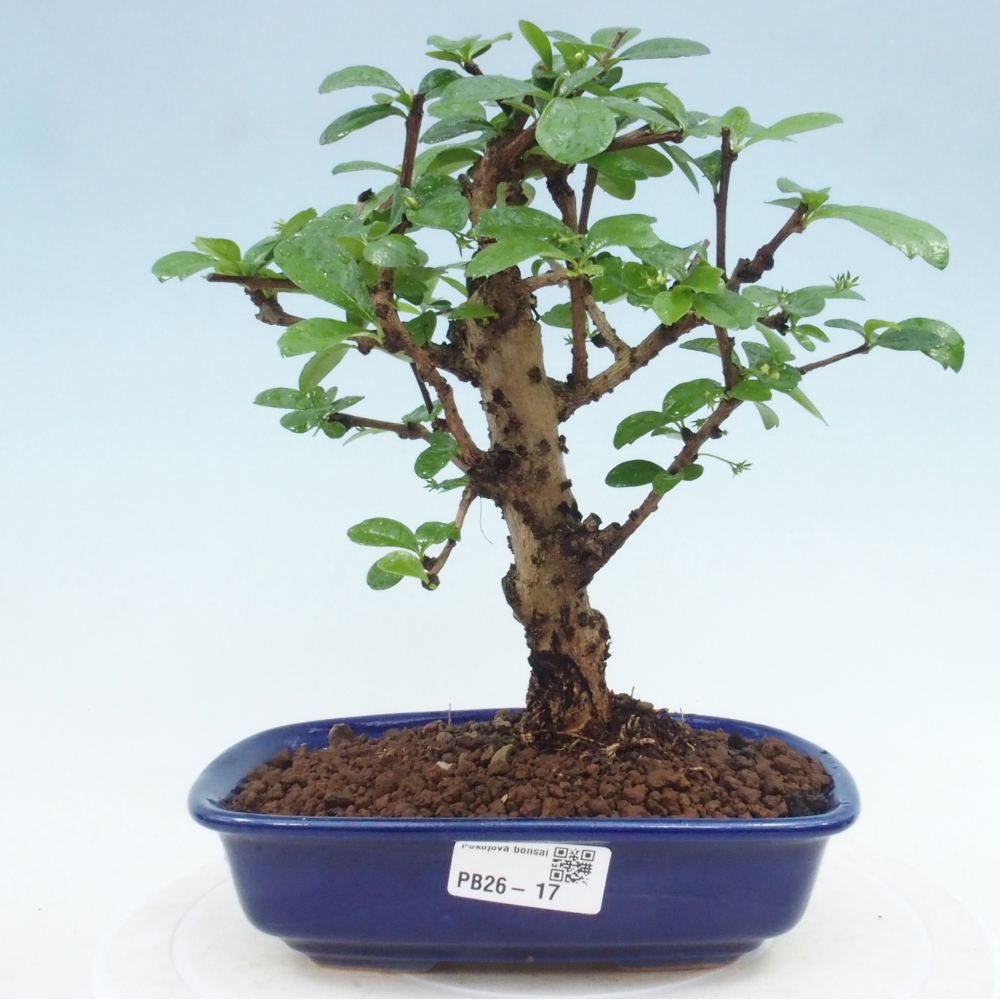 Szobai bonsai - Carmona macrophylla - Tea fuki