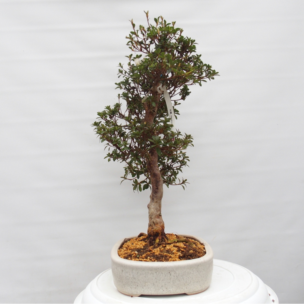 Kültéri bonsai - Japán azálea - Azalea Hanatsuzuri