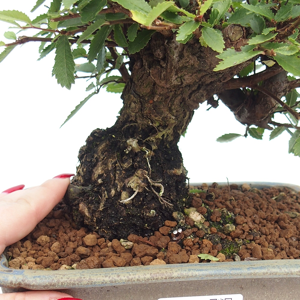 Kültéri bonsai - Zelkova - Zelkova NIRE