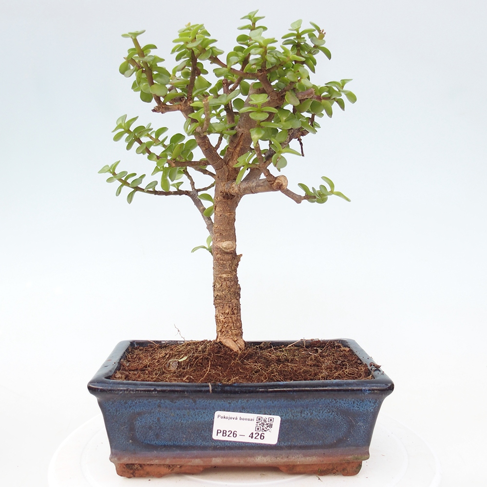 Szoba bonsai - Portulakaria Afra - Tlustice