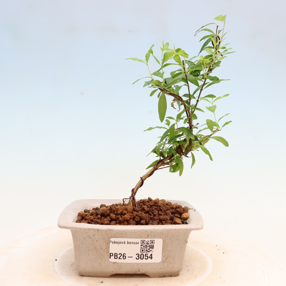 Szobai bonsai-PUNICA granatum nana-gránátalma