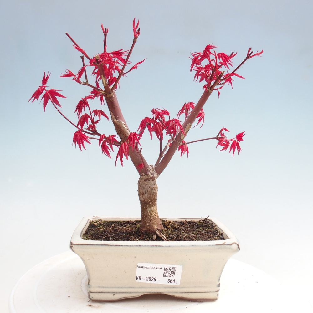 Kültéri bonsai - Acer palmatum DESHOJO