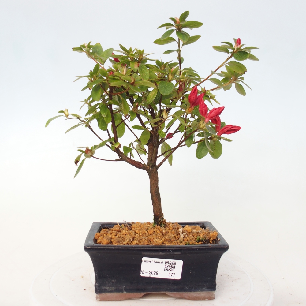 Kültéri bonsai - japán azálea - Azalea sp.