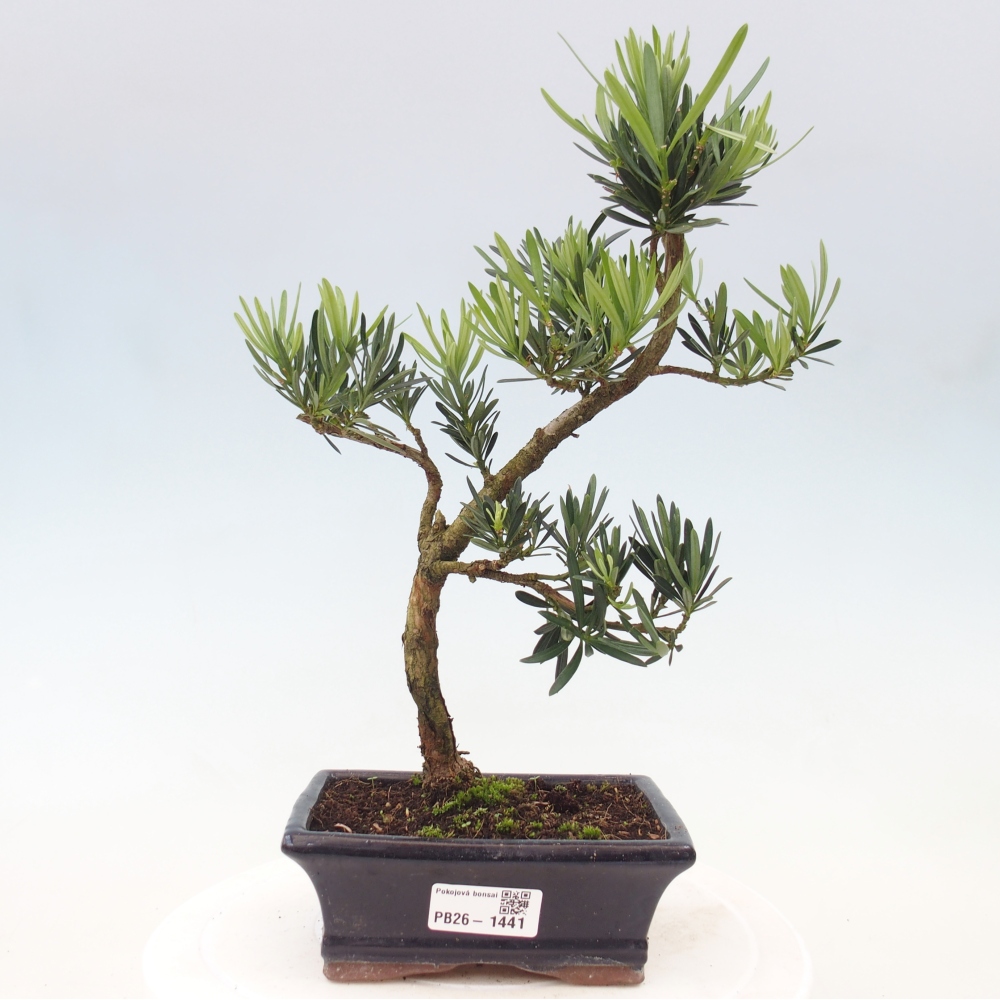 Szobai bonsai - Podocarpus - Kőtiszafa