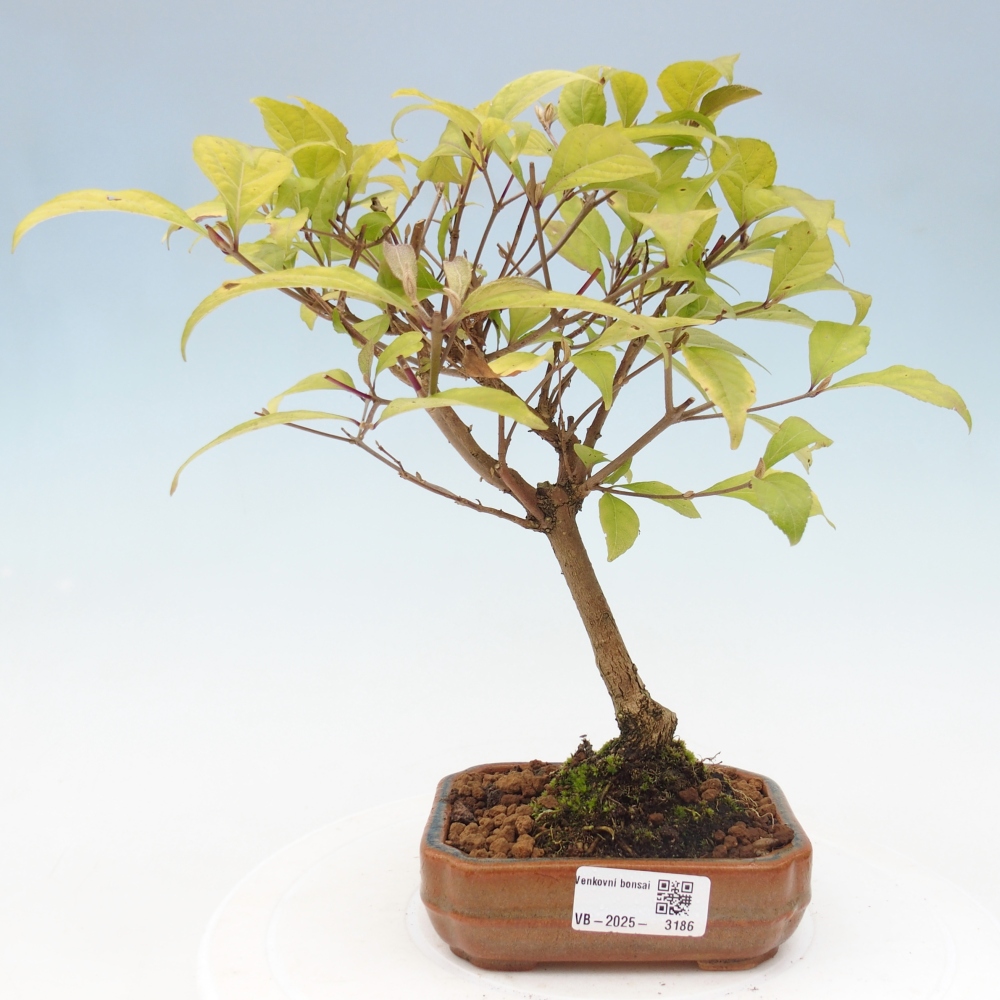 Kültéri bonsai - Callicarpa japonica