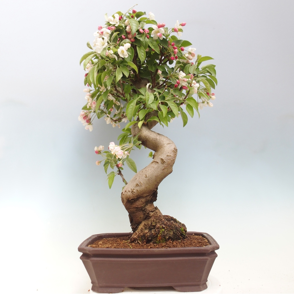 Kültéri bonsai -Malus halliana - Kis gyümölcsű almafa