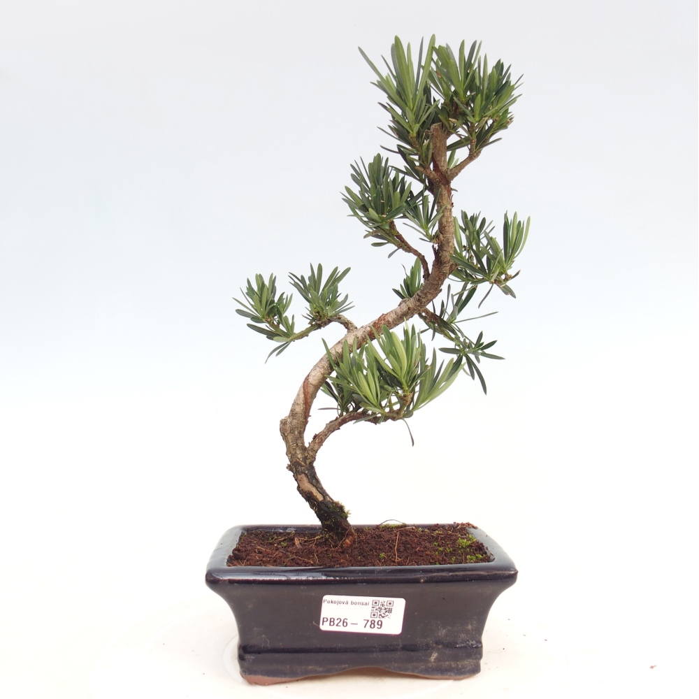 Szobai bonsai - Podocarpus - Kőtiszafa