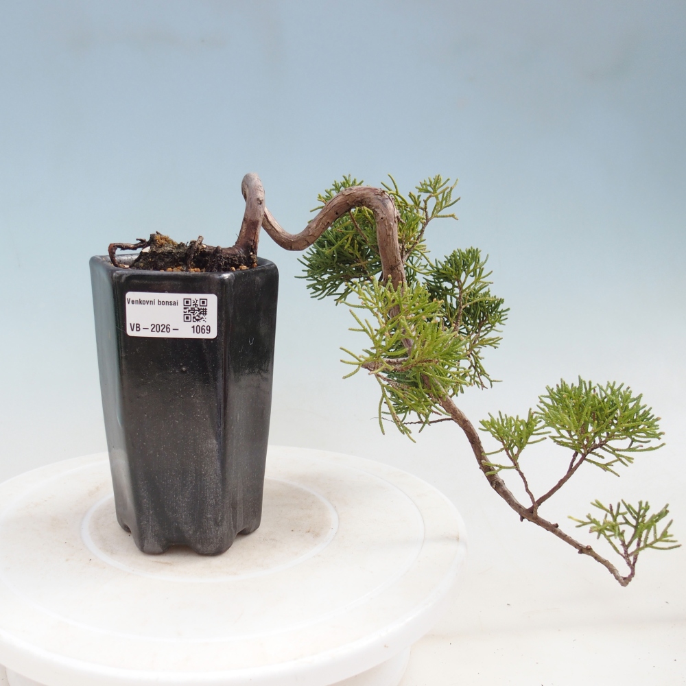 Kültéri bonsai - Juniperus chinensis Kishu