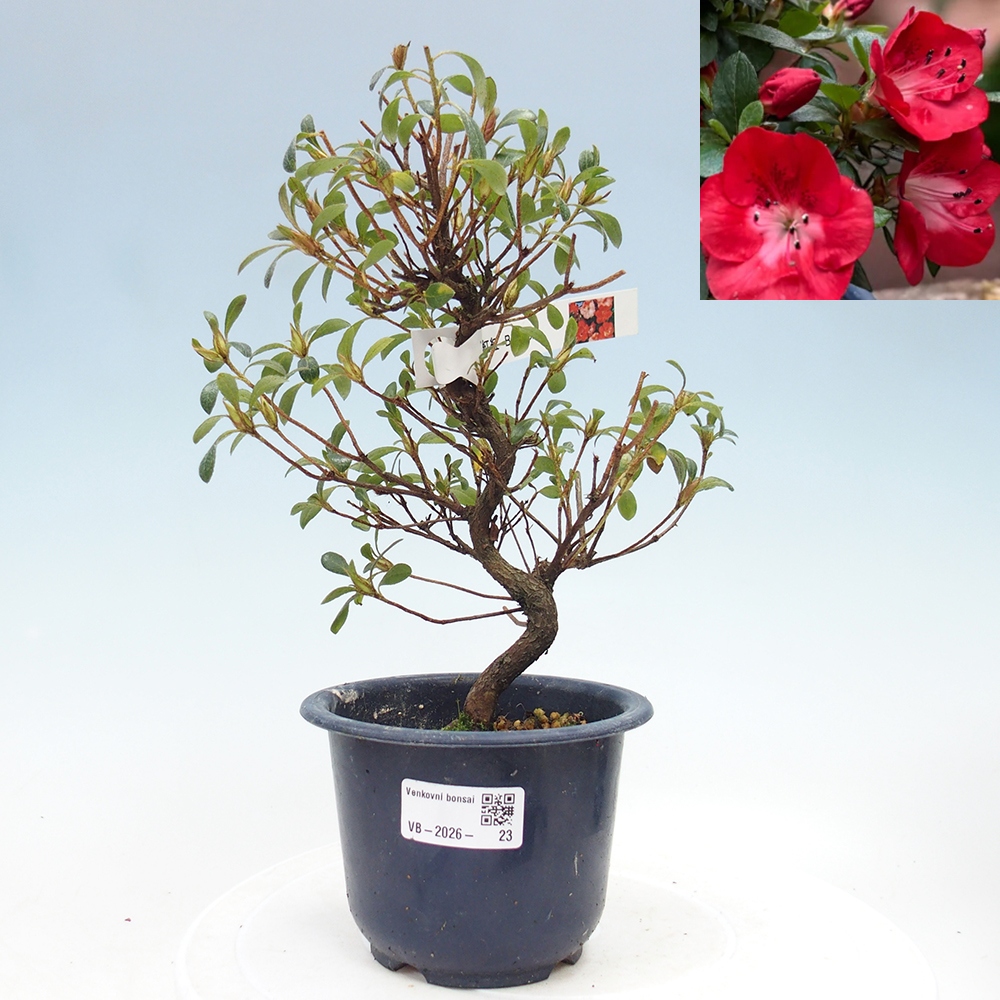 Kültéri bonsai - Japán azálea - Azalea Benibeni