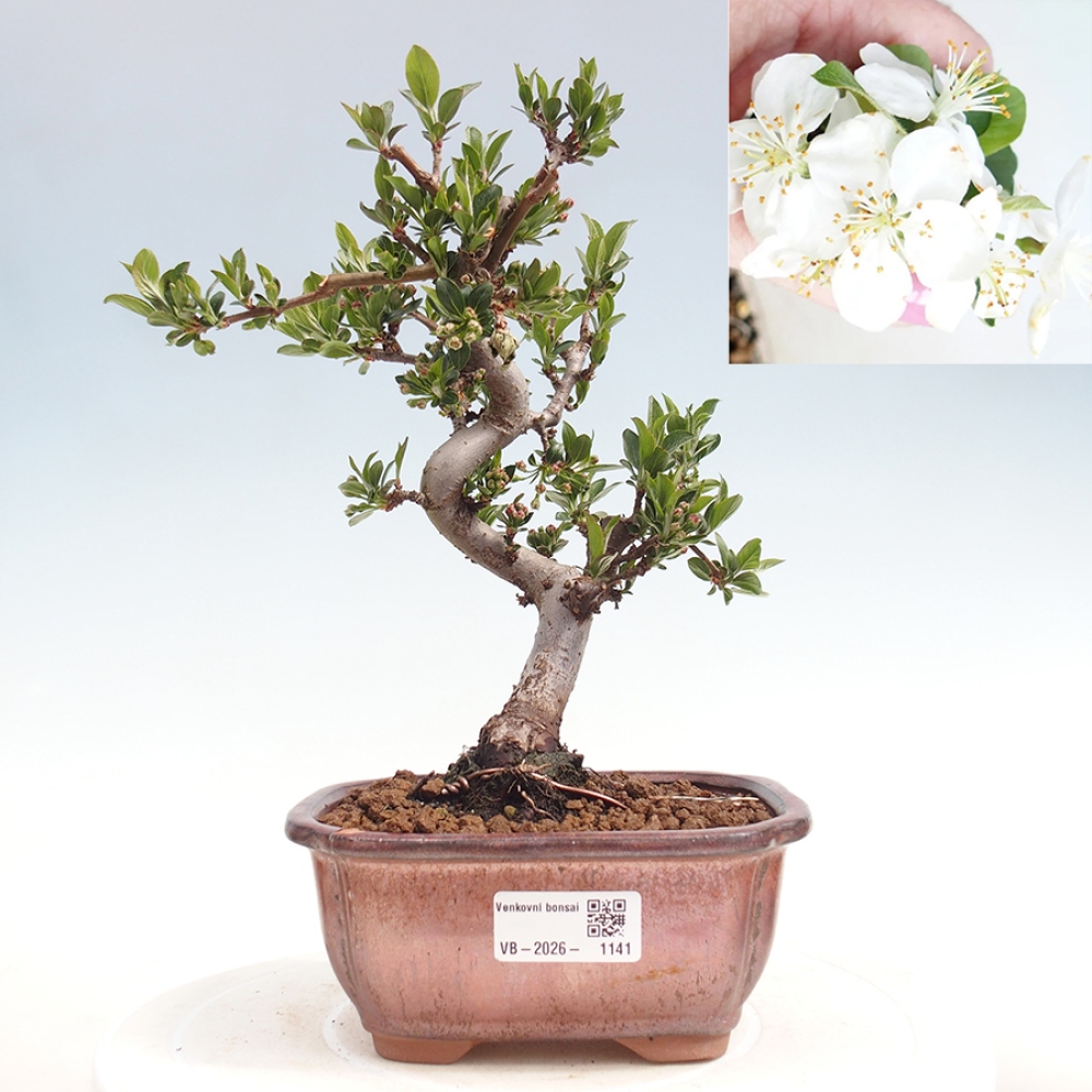 Kültéri bonsai - Malus sargentii - Kis gyümölcsű almafa