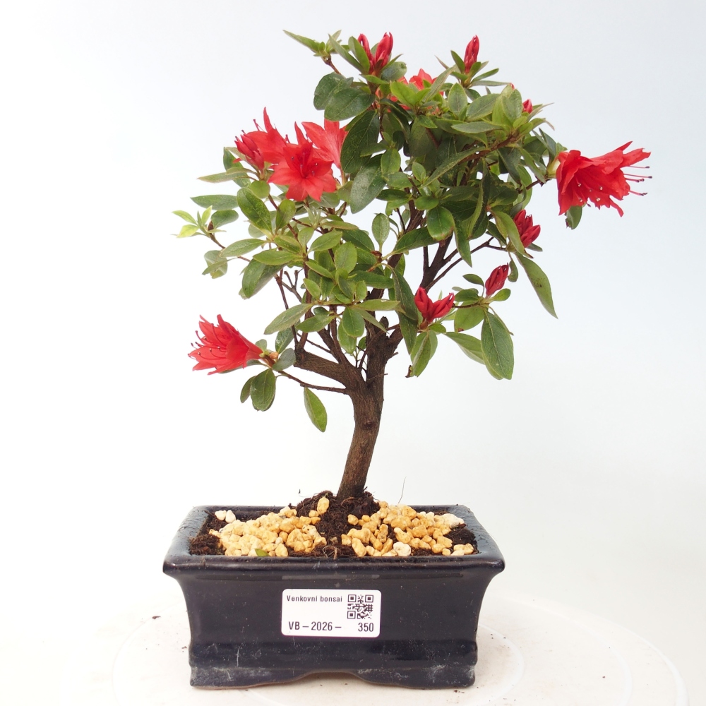 Kültéri bonsai - japán azálea - Azalea sp.