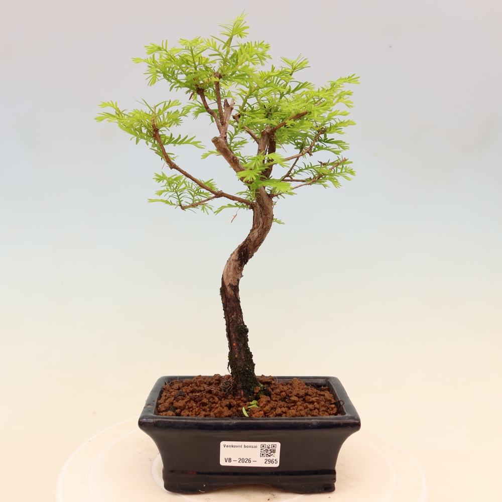 Kültéri bonsai - Metasequoia glyptostroboides - Kínai metasequoia