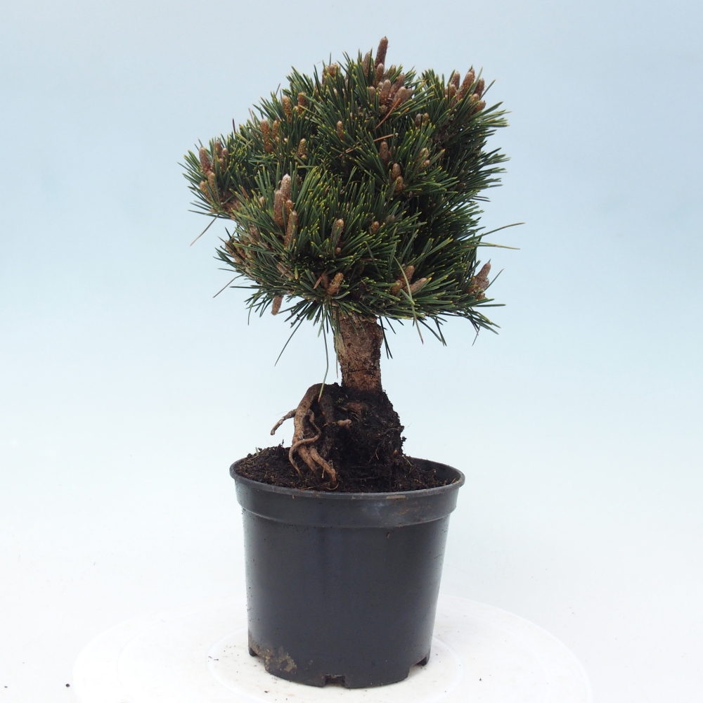 Kültéri bonsai - Pinus thunbergii senjyumaru - Thunberg fenyő