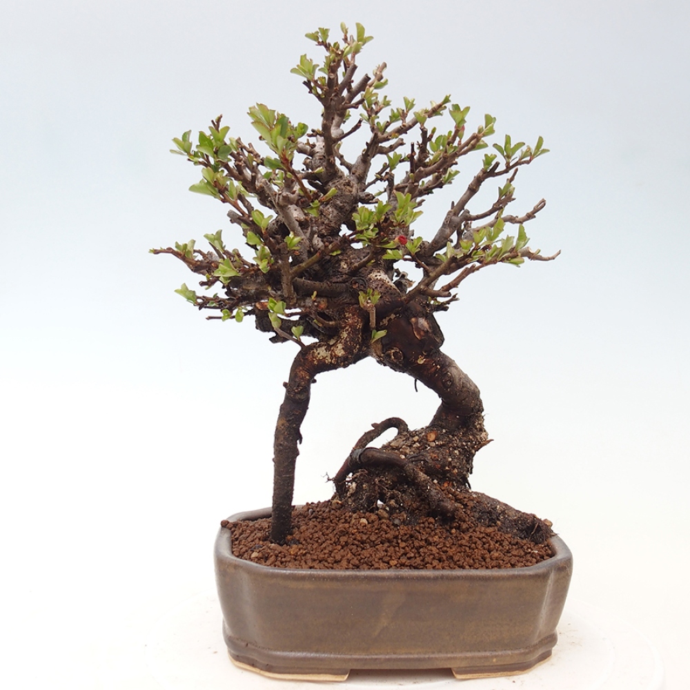 Kültéri bonsai - Chaneomeles speciosa - birs