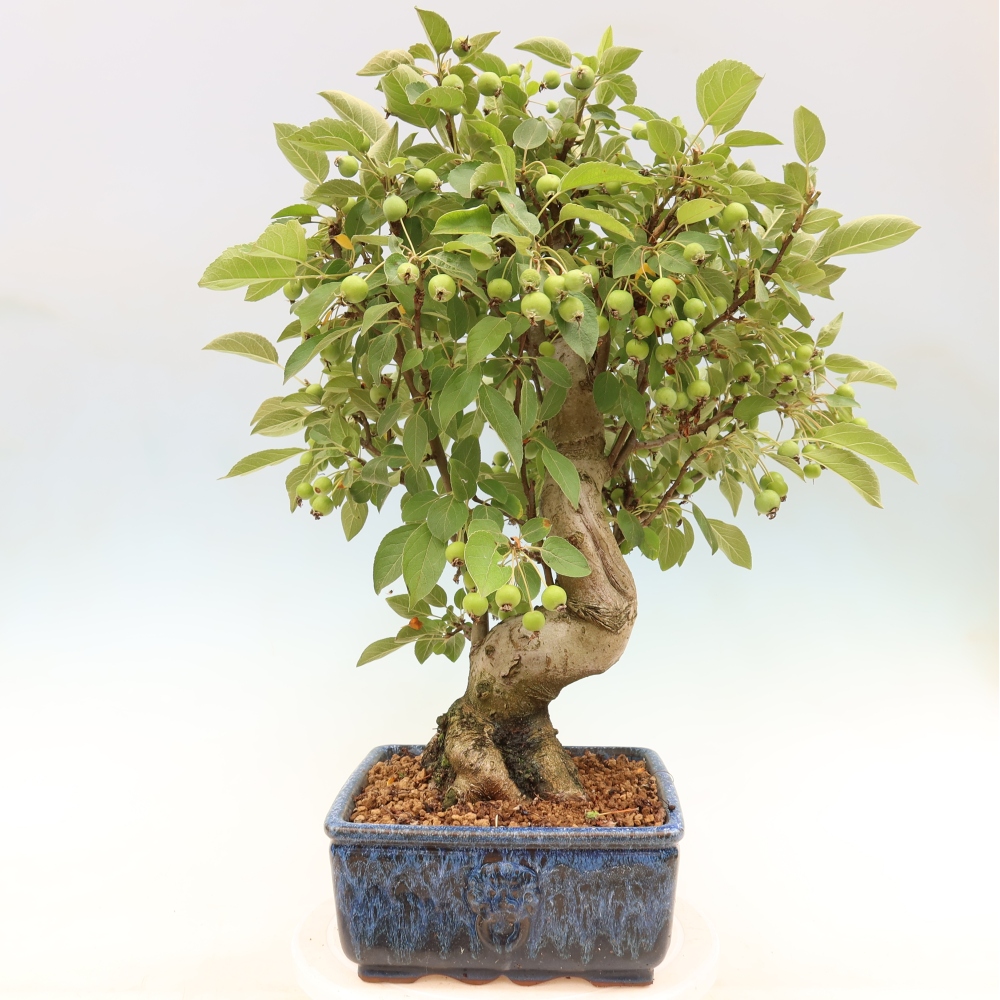 Kültéri bonsai -Malus halliana - Kis gyümölcsű almafa
