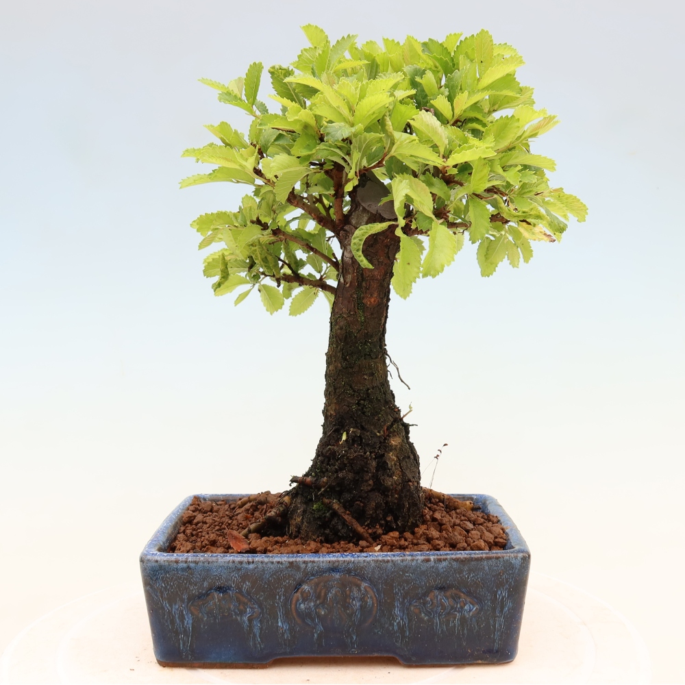 Kültéri bonsai - Zelkova - Zelkova NIRE
