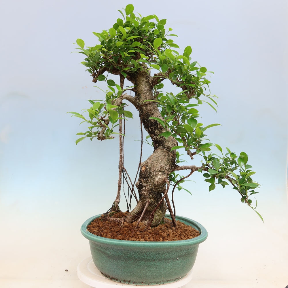 Szobai bonsai - Ficus kimmen - kislevelű fikusz