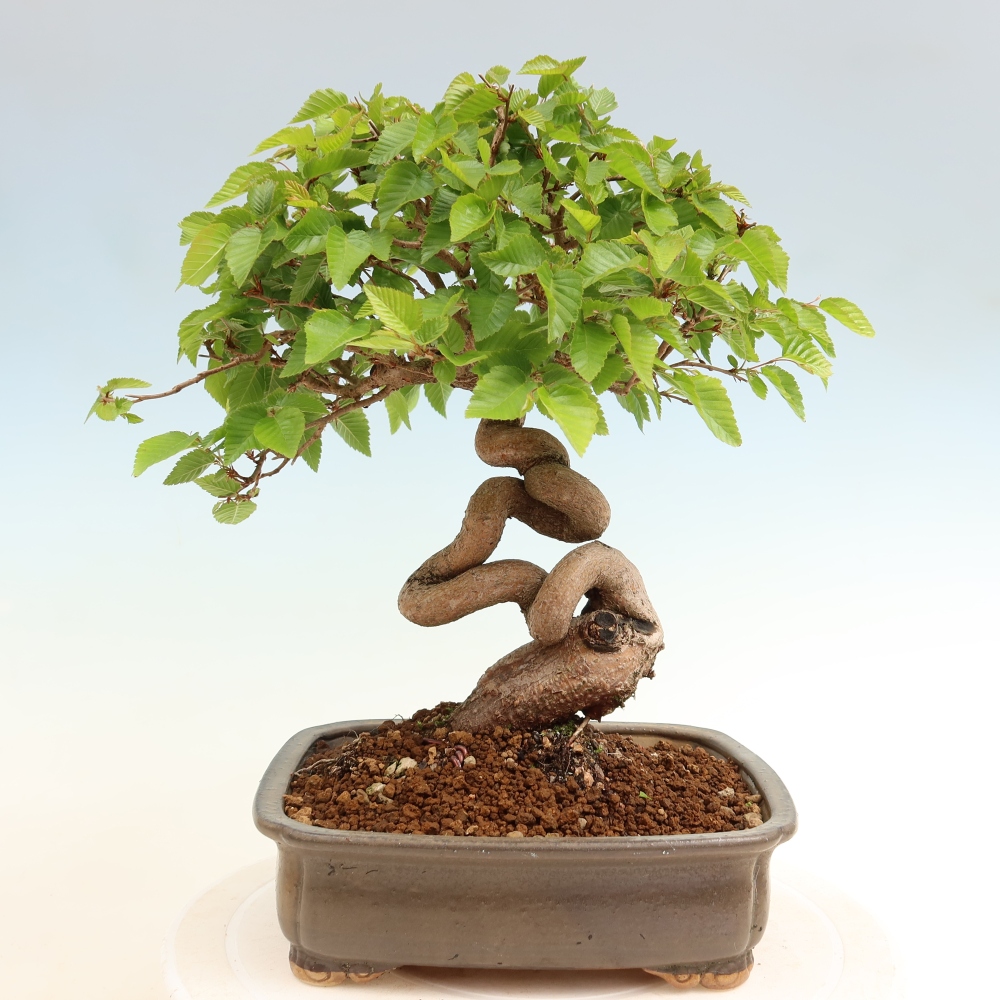Kültéri bonsai -Carpinus Coreana - Koreai gyertyánfa