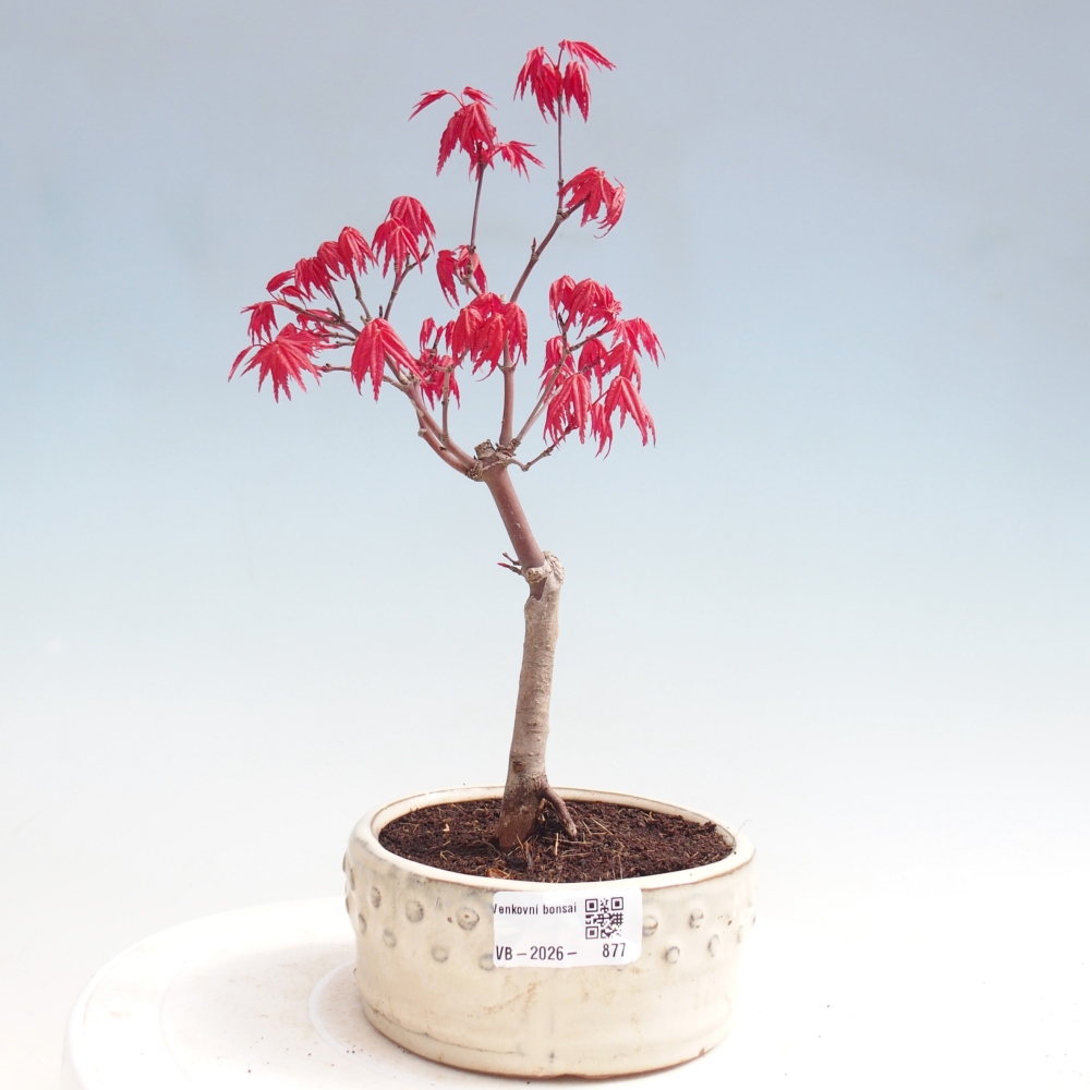 Kültéri bonsai - Acer palmatum DESHOJO