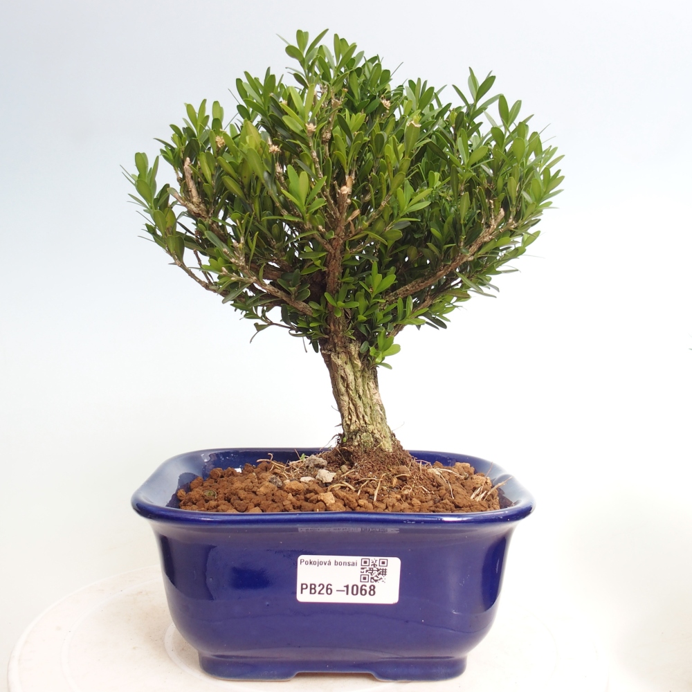 Szobai bonsai - Buxus harlandii - parafa buxus