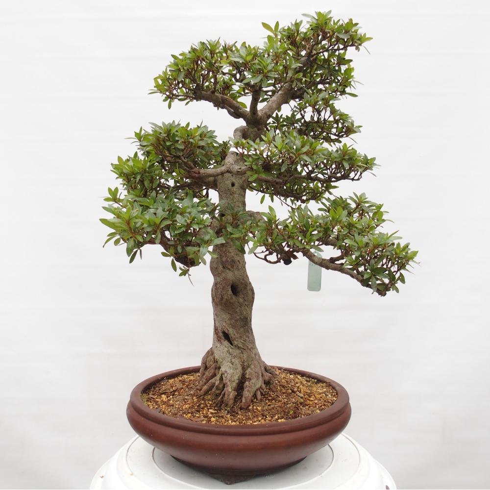 Kültéri bonsai - Japán azálea - Azalea Osakazumi