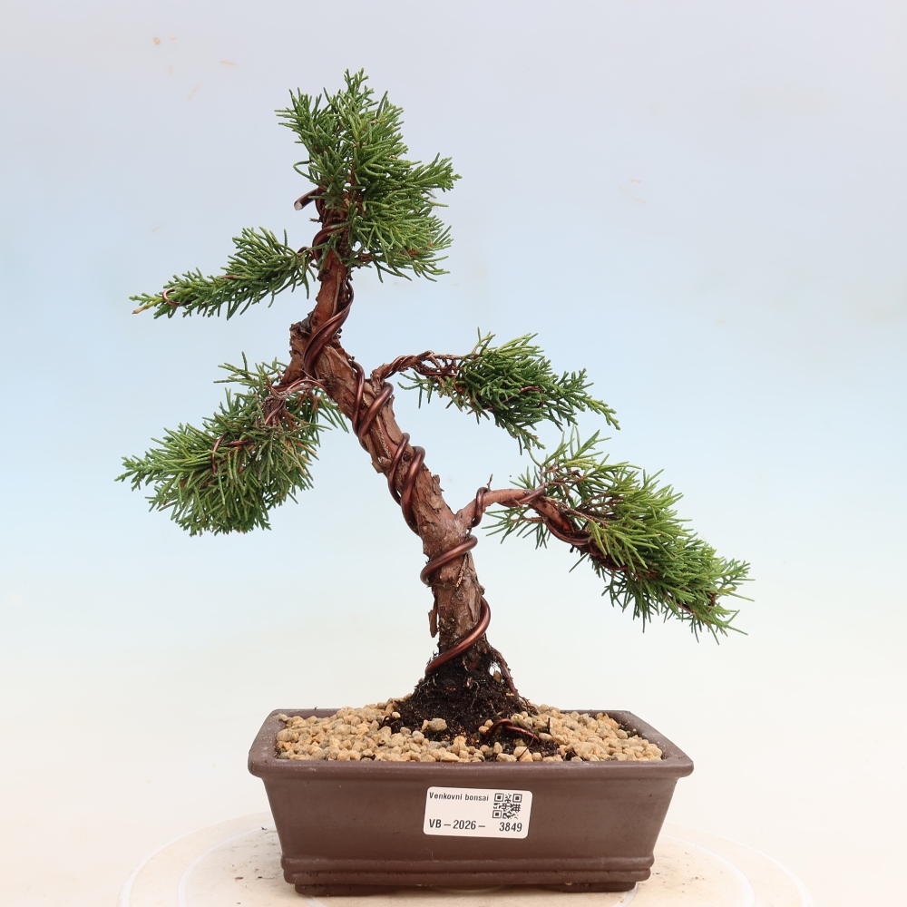 Kültéri bonsai - Juniperus chinensis Kishu