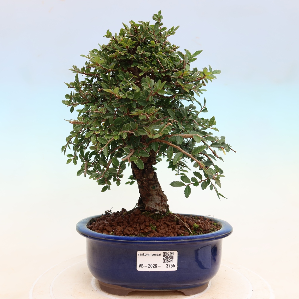 Kültéri bonsai - Zelkova - Zelkova NIRE